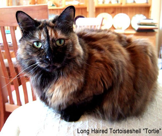 long haired tortoishell cat