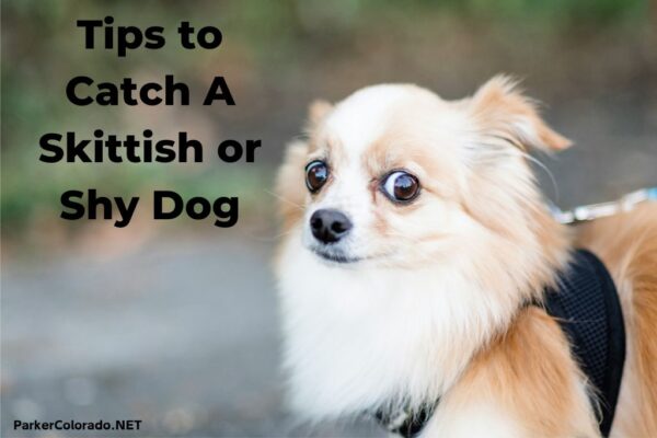 tips to catch a shy or skittish dog