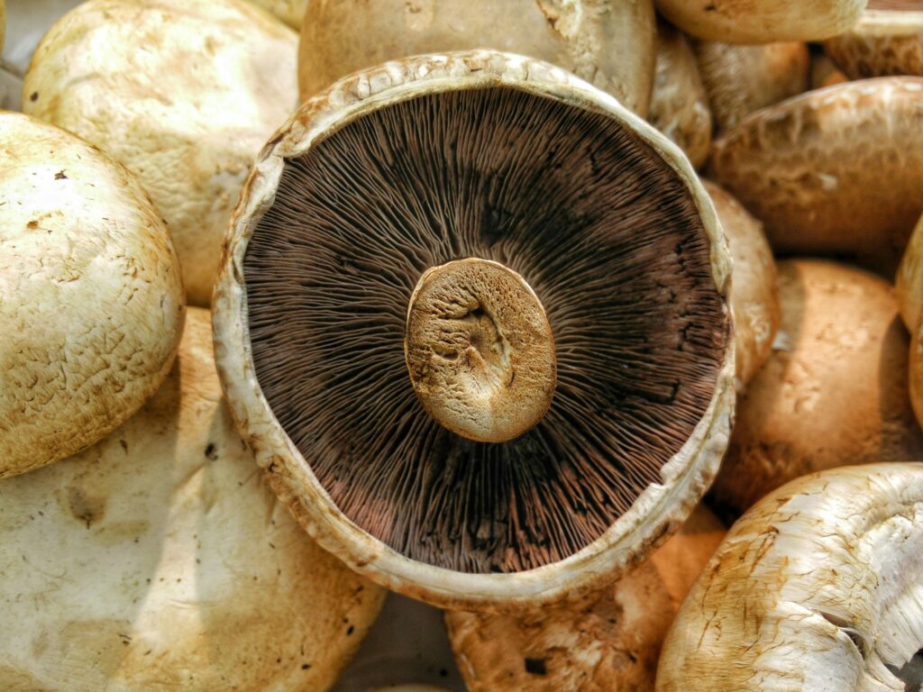 portabello mushroom recipe