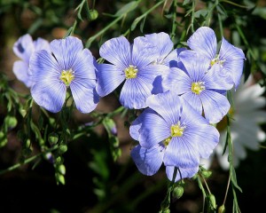 blue flax rabbit and deer resistant flowers for colorado