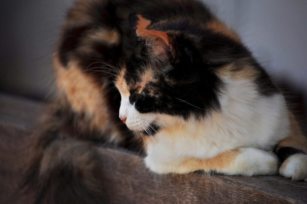 calico cat