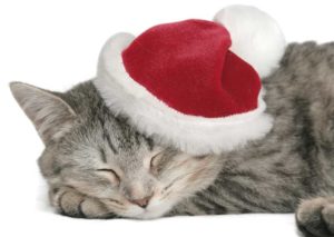 santa cat