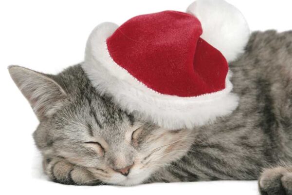 santa cat