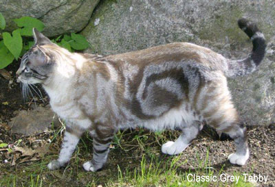 Grey Tabby Cat