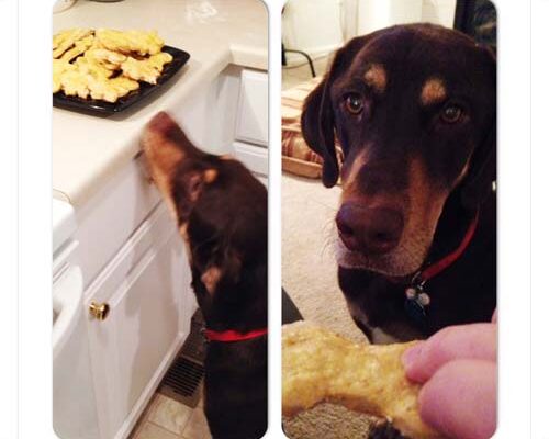 applesauce peanut butter dog biscuits