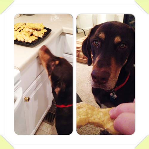 applesauce peanut butter dog biscuits