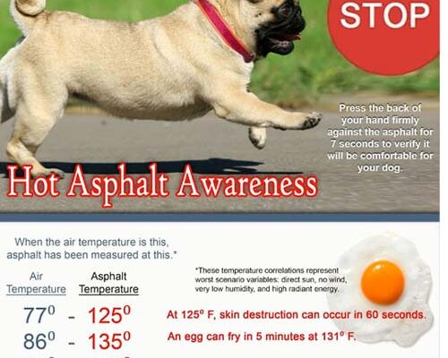 Dog paw protection tips for summer and hot asphault