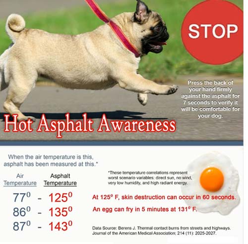 Dog paw protection tips for summer and hot asphault