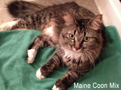 Main coon cat