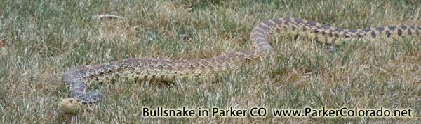 large bullsnake in parker colorado douglas county co