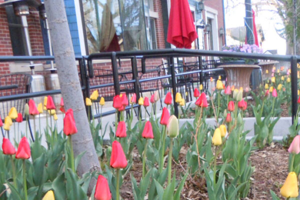 tulips in front of victorian peaks building in old town parker colorado