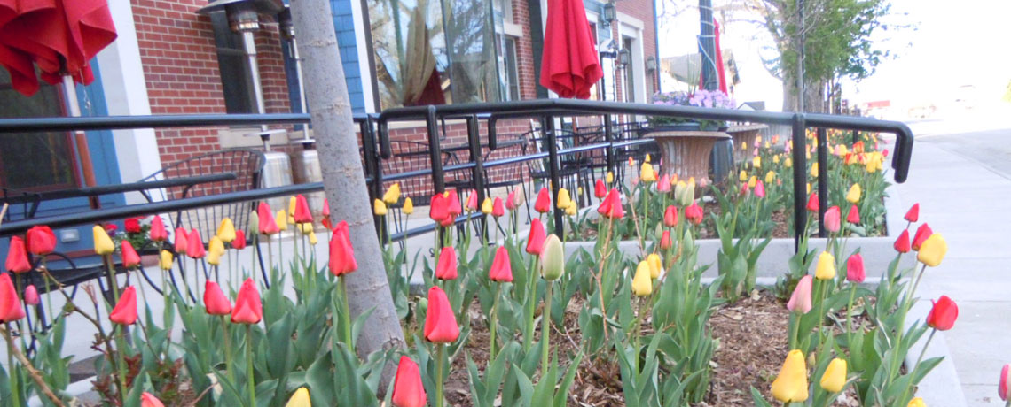 tulips in front of victorian peaks building in old town parker colorado