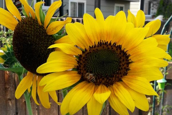 sunflower a great xeroscaping choice for parker co gardens