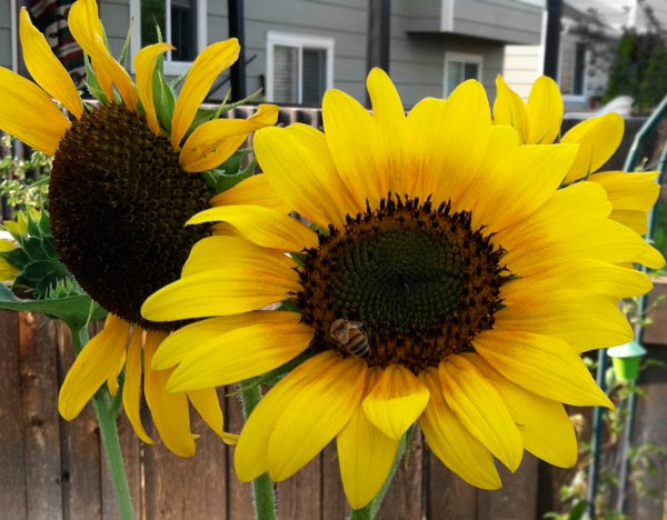 sunflower a great xeroscaping choice for parker co gardens