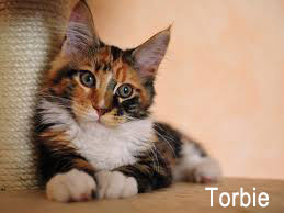 Torbie Cat