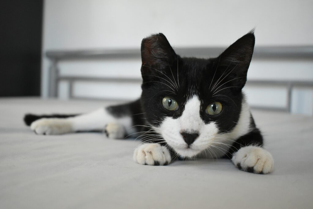 tuxedo cat